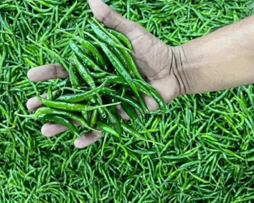 WhatsApp Image 2024-09-30 at 10.45.03 AM (1)